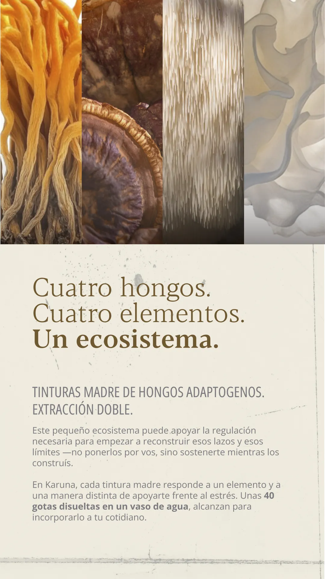 Cuatro hongos. Cuatro elementos. Un ecosistema. Tinturas madre de hongos adaptógenos, extracción doble. Este pequeño ecosistema puede apoyar la regulación necesaria para empezar a reconstruir esos lazos y esos límites: no ponerlos por vos, sino sostenerte mientras los construís. En Karuna, cada tintura madre responde a un elemento y a una manera distinta de apoyarte frente al estrés. Unas 40 gotas disueltas en un vaso de agua alcanzan para incorporarlo a tu cotidiano.