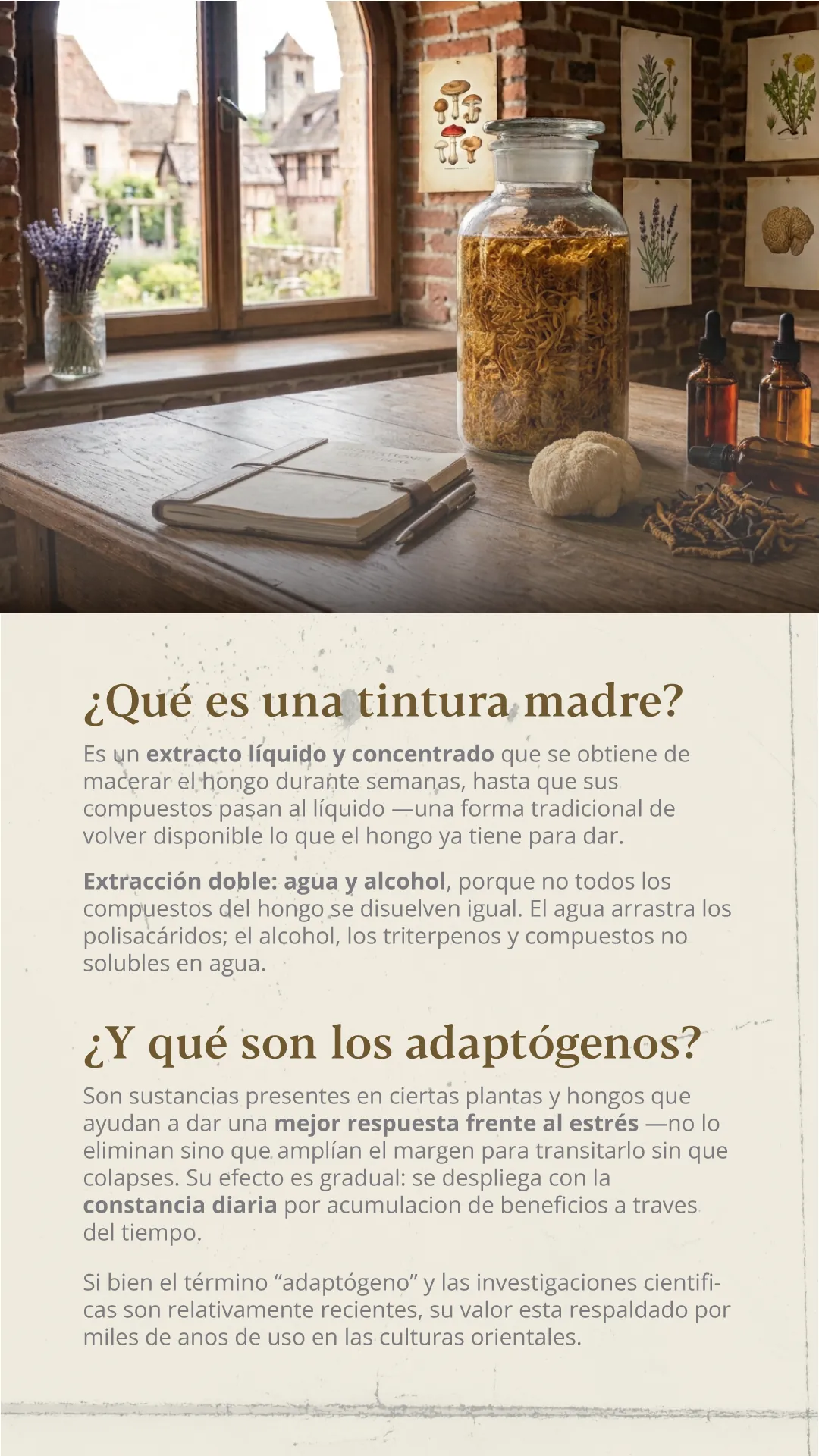 ¿Qué es una tintura madre? Un extracto líquido y concentrado que se obtiene de macerar el hongo durante semanas. Extracción doble: agua y alcohol, porque no todos los compuestos del hongo se disuelven igual — el agua arrastra los polisacáridos, el alcohol los triterpenos y compuestos no solubles en agua. ¿Y qué son los adaptógenos? Sustancias de ciertas plantas y hongos que ayudan a dar una mejor respuesta frente al estrés: no lo eliminan, amplían el margen para transitarlo sin colapsar. Su efecto es gradual y se despliega con la constancia diaria. El término es reciente, pero su valor está respaldado por miles de años de uso en las culturas orientales.